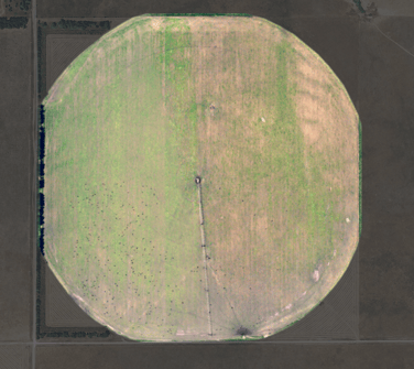 aerial-true-color-cows
