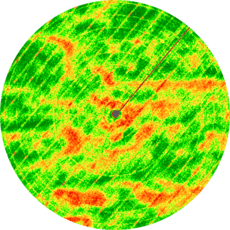 disease: verticillium wilt