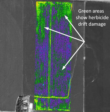 herbicide drift