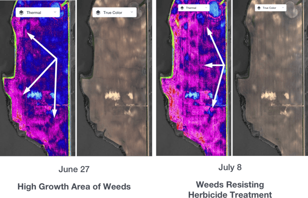 weed pressure - corn