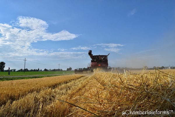 Harvesting at our family farms