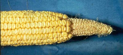 harvest-tech_pre-harvest_image3.jpg
